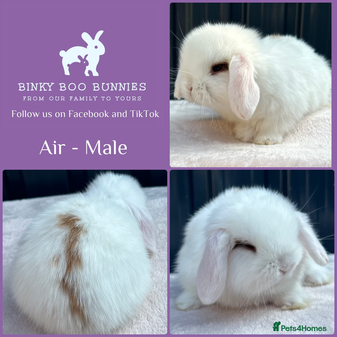Mini Lop rabbits for sale: Mini Lop Babies - 5 weeks old - Reserve Now - Image 2
