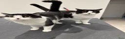 Mixed Breed cats for sale: Oreo and Moon in Barnoldswick - Advert 5