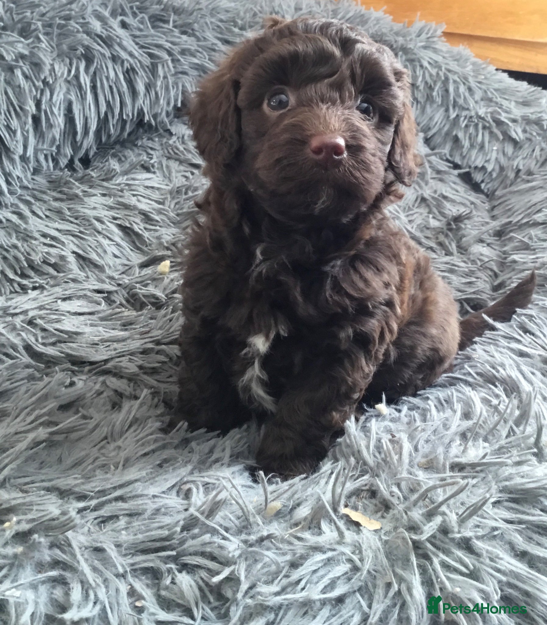 Labradoodle dogs F1b Beautiful miniature Labradoodle puppies - Advert 5