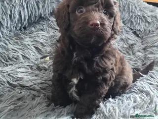 Labradoodle dogs F1b Beautiful miniature Labradoodle puppies - Advert 5