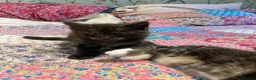 Mixed Breed cats for sale: Maine Coon mix - Advert 15