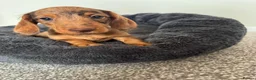 Miniature Dachshund dogs for sale: Miniature dachshund  - Advert 6
