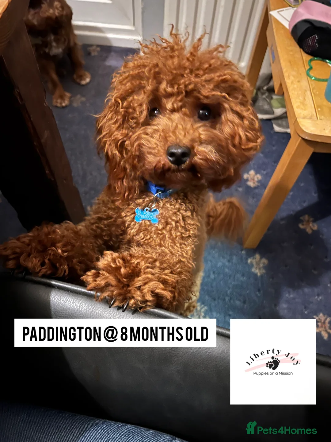 Toy Poodle dogs for stud: KC Red Toy Poodle for STUD - DNA & Health Tested in Emsworth - Advert 2