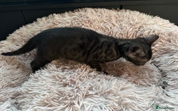 Bengal cats for sale: 3 Bengals ready to go - Image 11