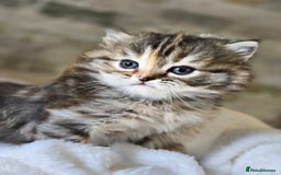Persian cats for sale: Outstanding Full Persian Kittens for Sale - Image 3