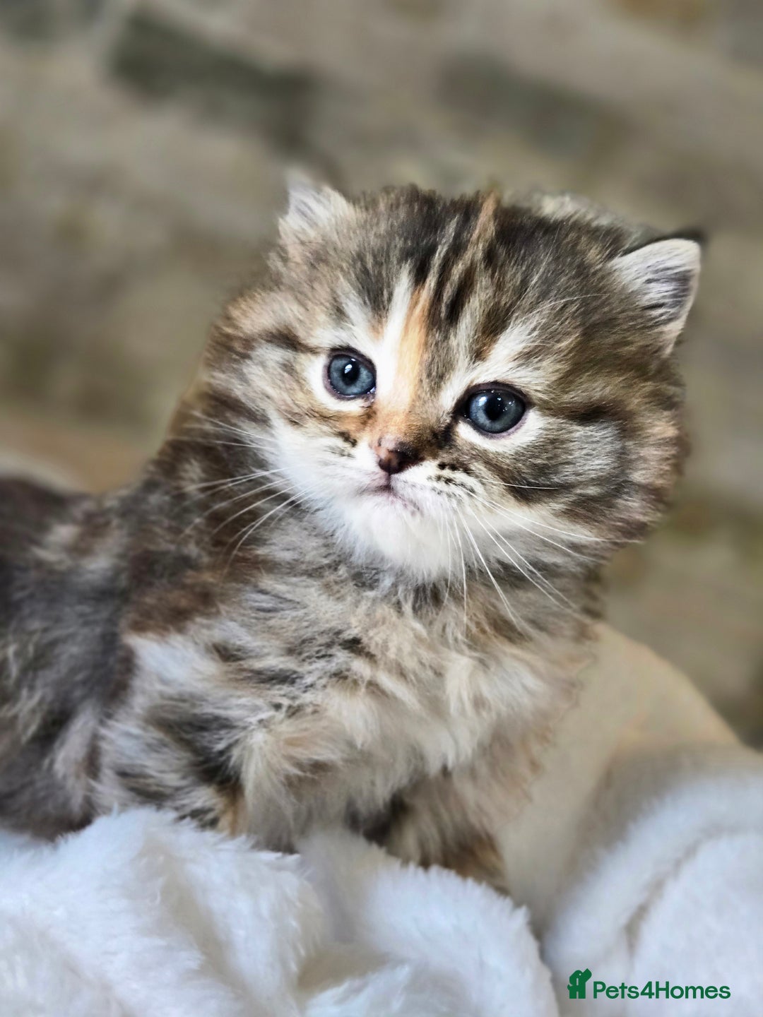 Persian cats for sale: Outstanding Full Persian Kittens for Sale - Image 3