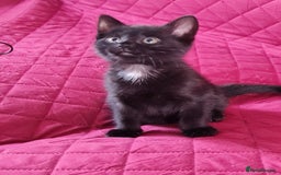 Mixed Breed cats for sale: Mixed kitten looking for new home - Image 2