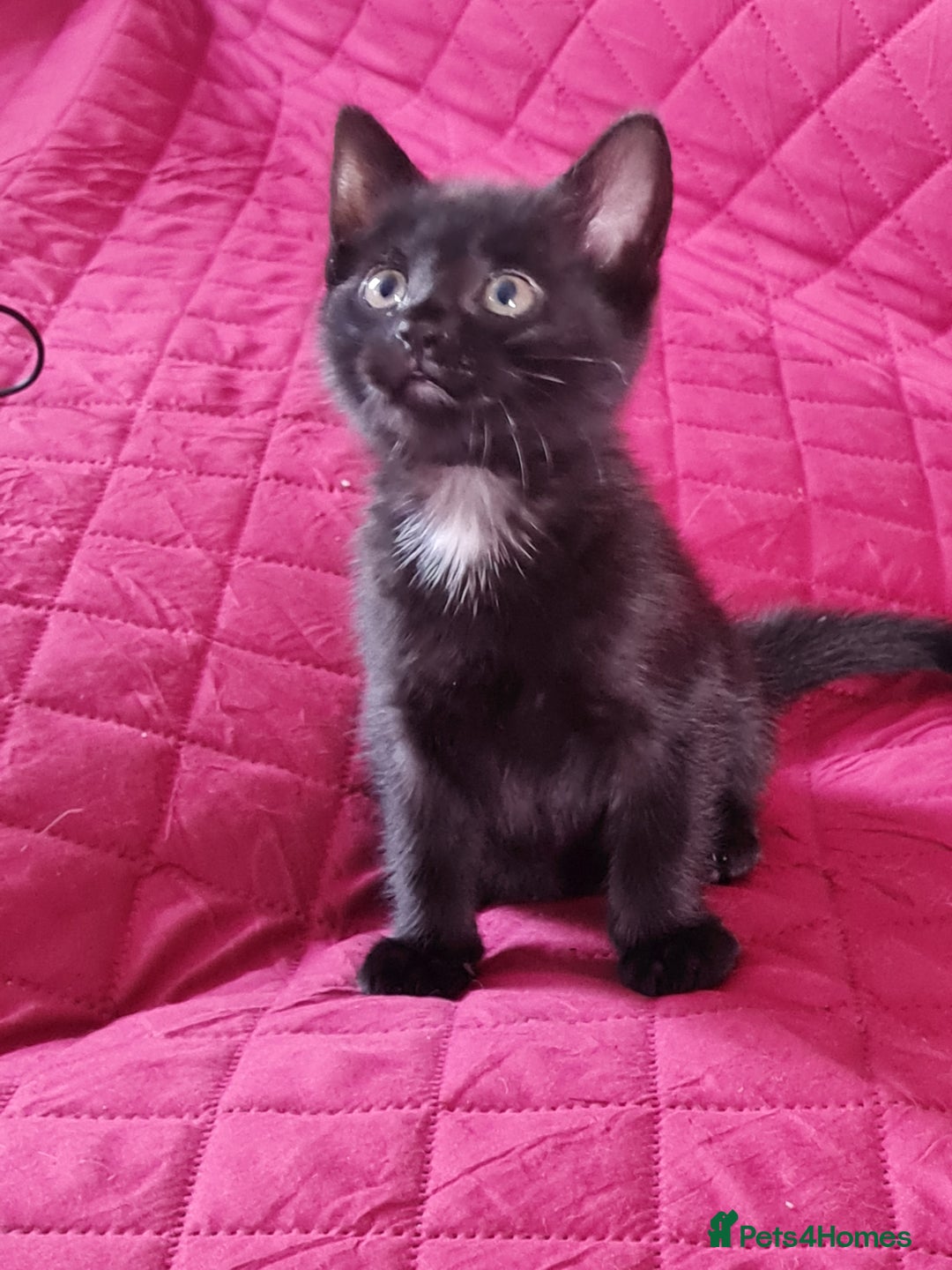 Mixed Breed cats for sale: Mixed kitten looking for new home - Image 2