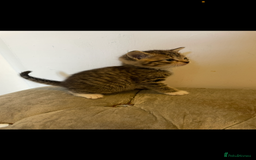 Mixed Breed cats for sale: Kittens ready now  - Image 5