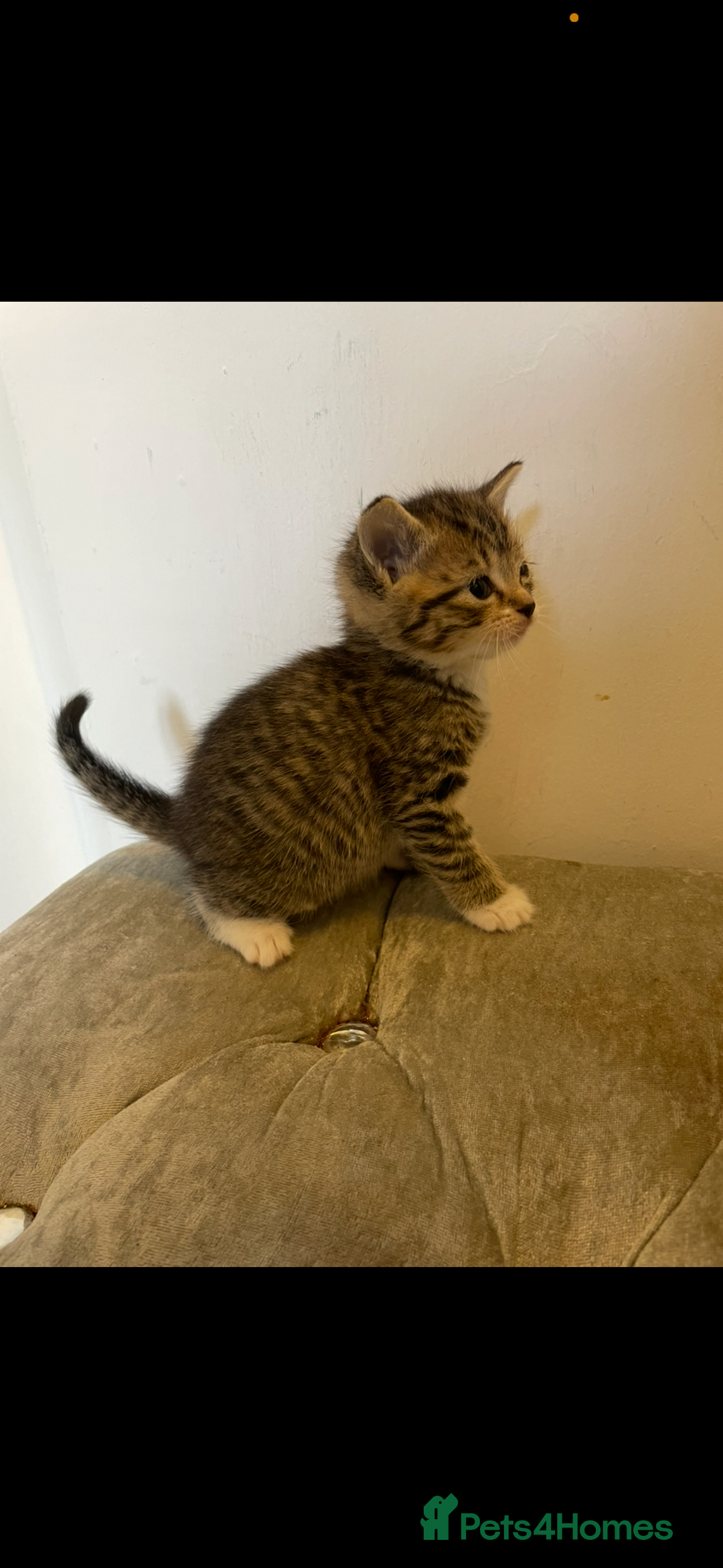 Mixed Breed cats for sale: Kittens ready now  - Image 5