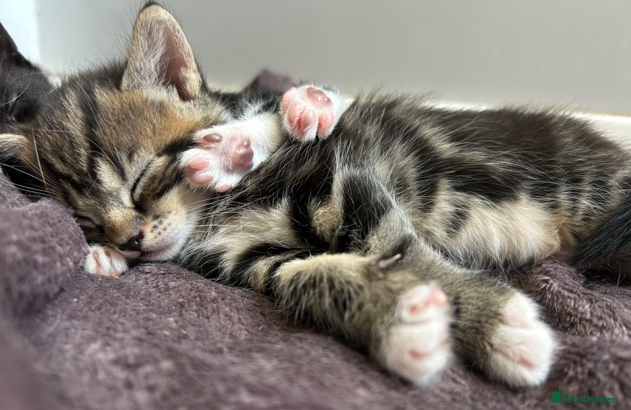 Mixed Breed cats Beautiful family kittens  - Advert 1