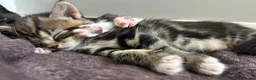 Mixed Breed cats for sale: Beautiful family kittens  - Advert 1