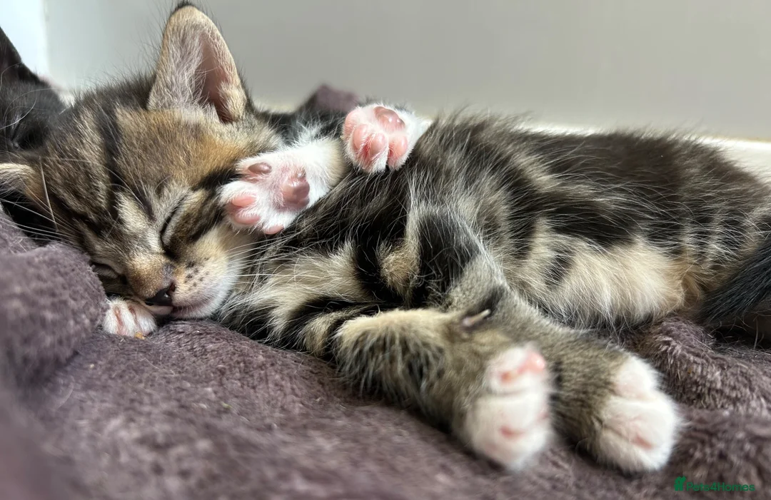 Mixed Breed cats for sale: Beautiful family kittens  - Advert 1
