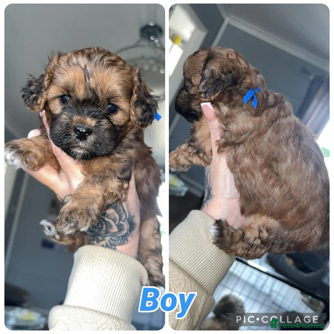 Shihpoo dogs for sale: 6 beautiful fluffy puppies - Advert 7