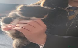 Mixed Breed cats for sale: 4 beautiful kittens ready - Image 5