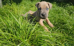 Cane Corso dogs for sale: LAST PUPY PURE BLOOD CANE CORSO 🐶  in Stevenage - Image 16