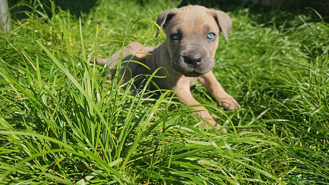 Cane Corso dogs for sale: LAST PUPY PURE BLOOD CANE CORSO 🐶  in Stevenage - Image 16