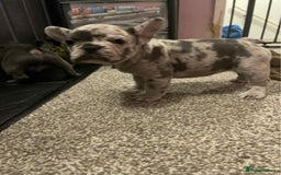 French Bulldog dogs for sale: Adorable French Bulldog Puppies - READY NOW !! - Image 3