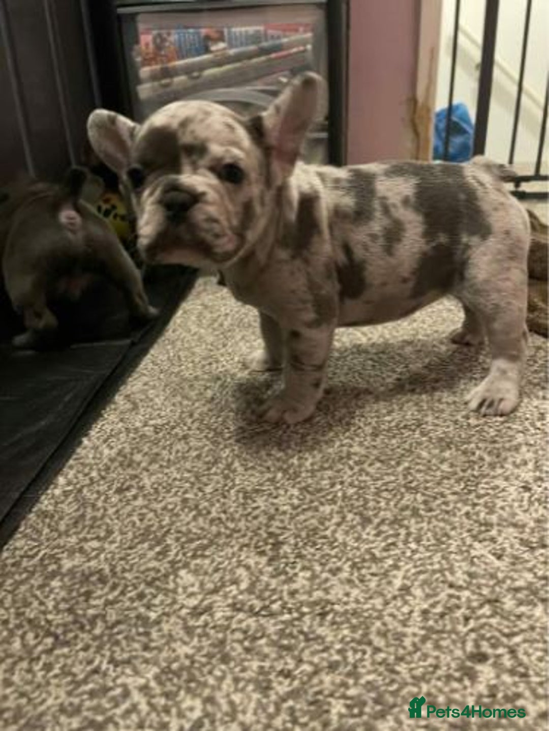 French Bulldog dogs for sale: Adorable French Bulldog Puppies - READY NOW !! - Image 3