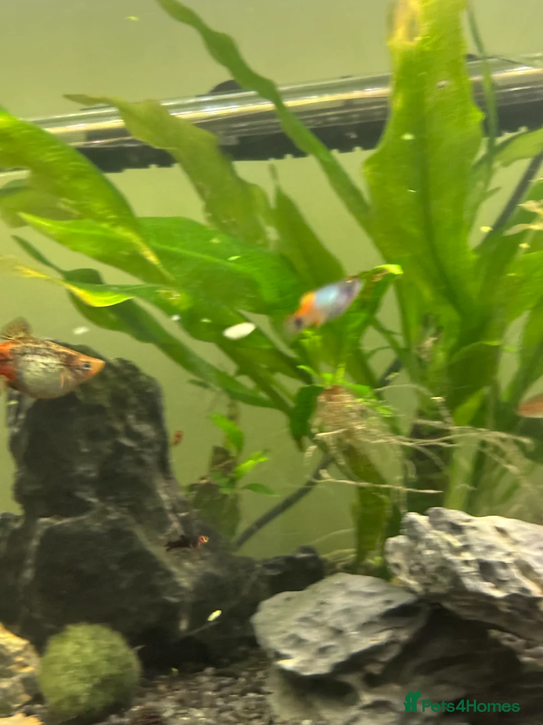 Other/Mixed Breed fish for sale: Unique Beautiful livebearers  - Advert 4