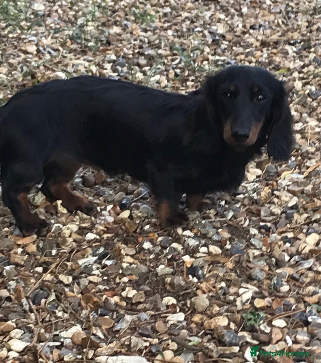 Miniature Dachshund dogs for sale: Beautiful long haired dachshund  - Advert 3