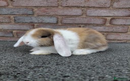 Mini Lop rabbits for sale: Mini Lop babies. Bucks only - Image 3