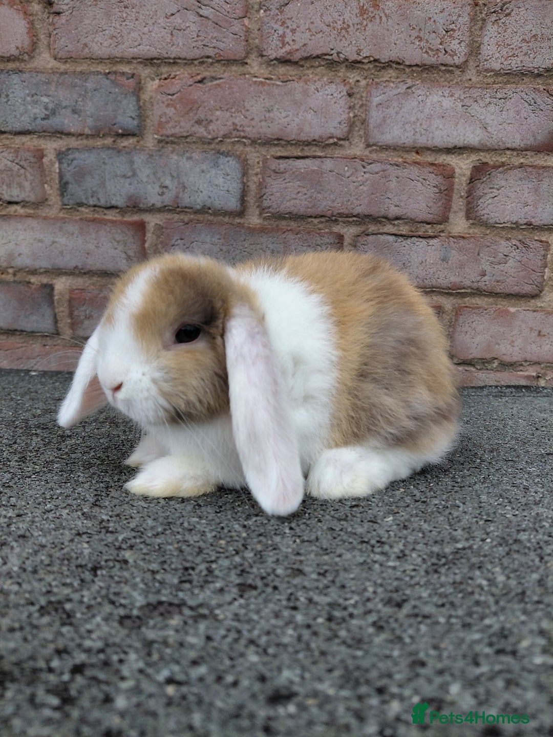 Mini Lop rabbits for sale: Mini Lop babies. Bucks only - Image 3