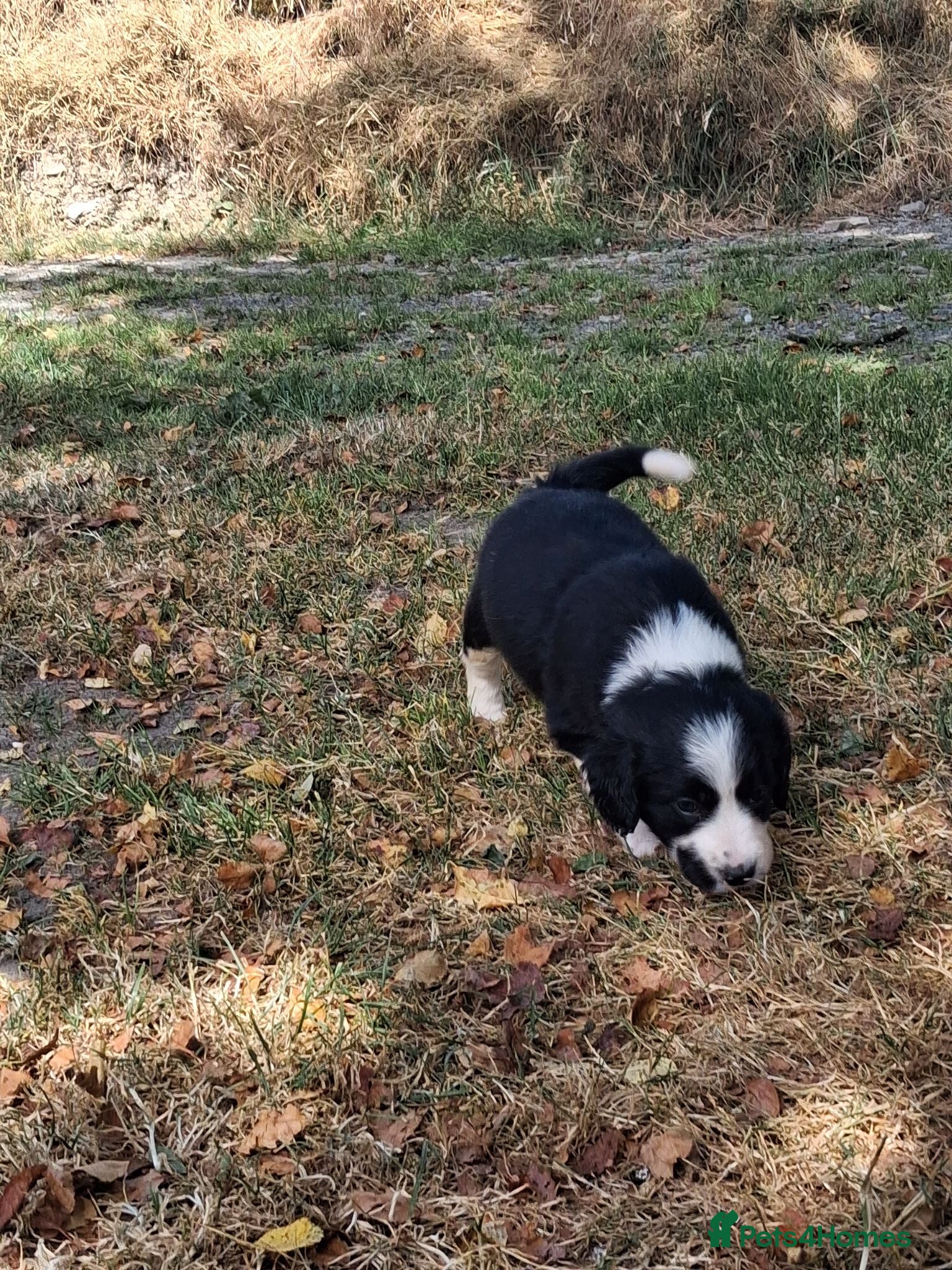 Mixed Breed dogs Beautiful Sprollies  - Advert 2