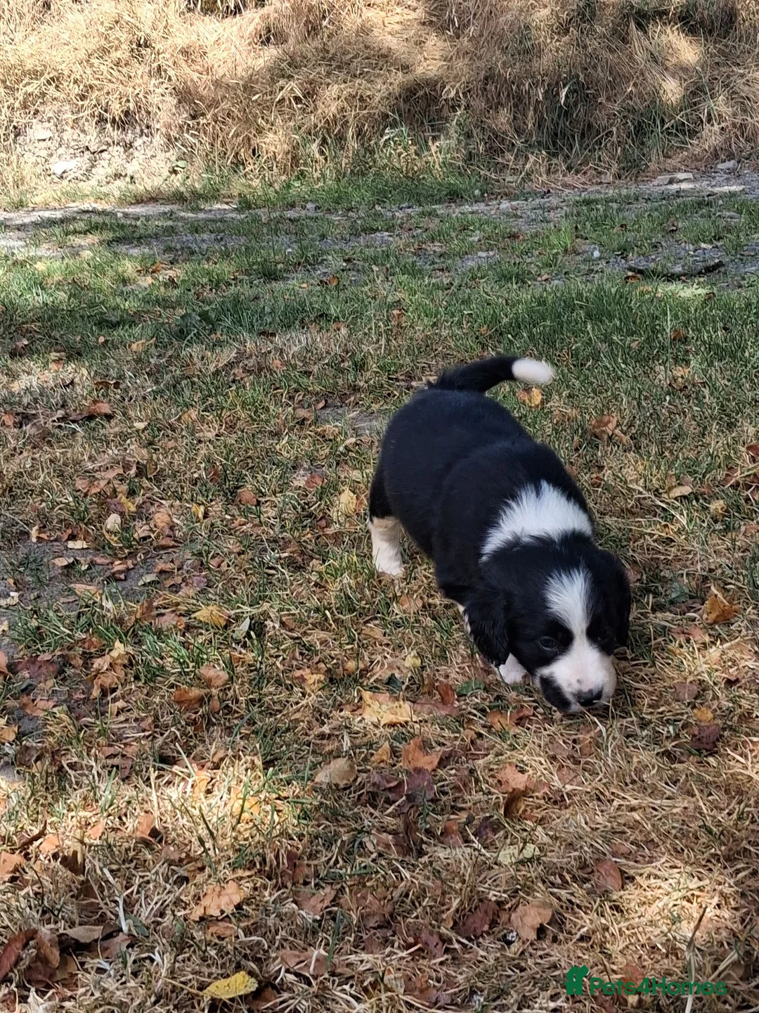 Mixed Breed dogs for sale: Beautiful Sprollies  - Advert 2