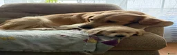 Golden Retriever dogs for stud: Dexx’s looking for a partner - Advert 4