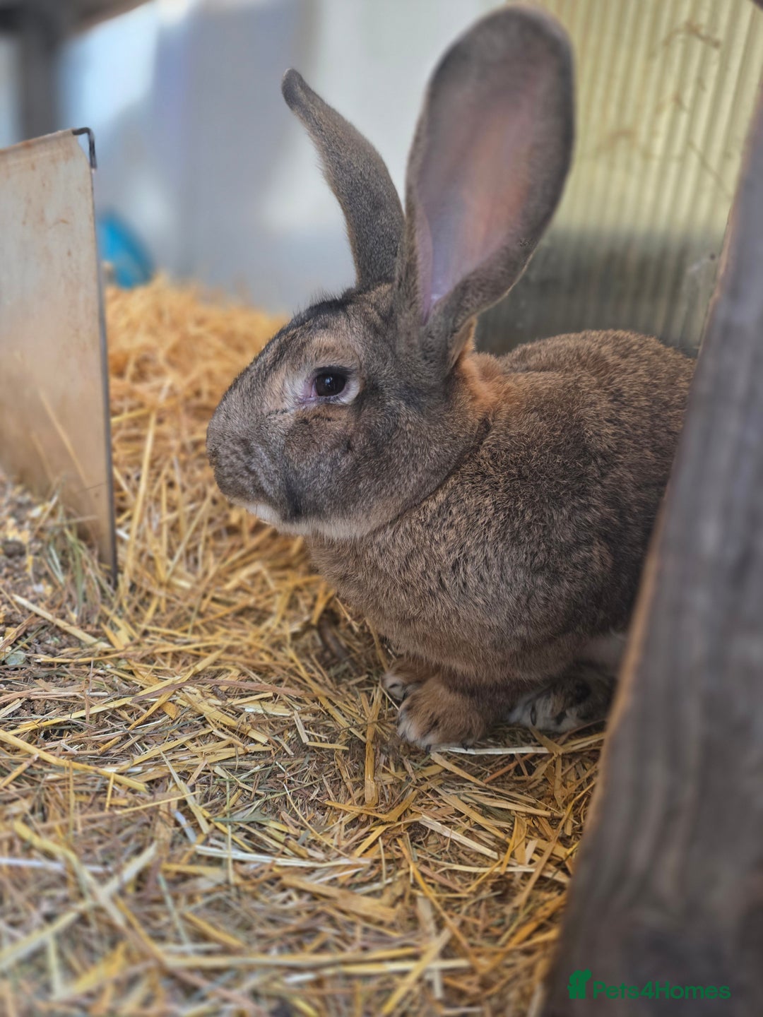 Continental Giant rabbits for sale: Black continental rabbits  - Advert 7