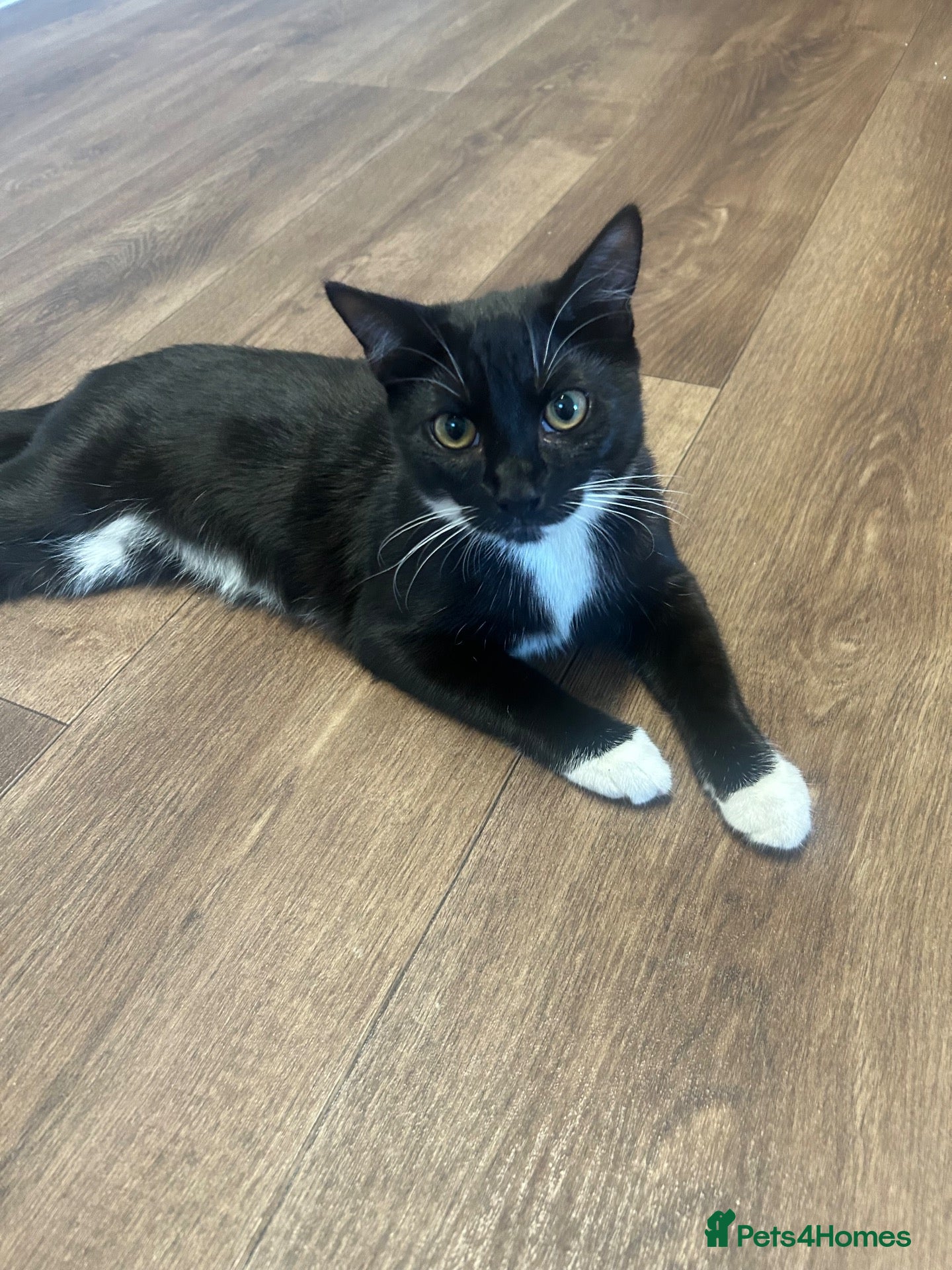 Mixed Breed cats Male kitten - Advert 1