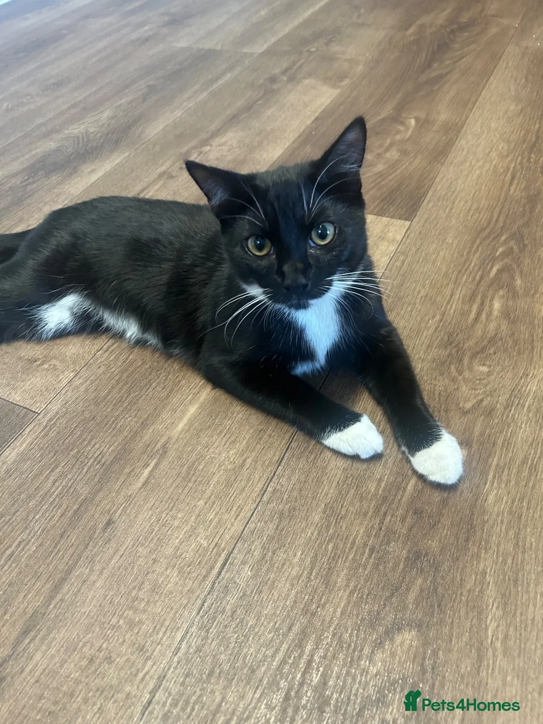 Mixed Breed cats for sale: Male kitten - Advert 1