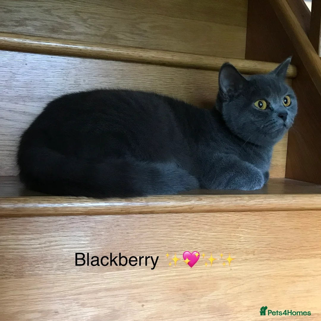 British Shorthair cats for sale: GCCF Registered ACTIVE for breeding Female Kitten  - Advert 4