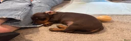 Miniature Dachshund dogs for sale: Beautiful Miniature Dachshund Puppies - Advert 7