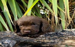 Cocker Spaniel dogs for sale: WORKING dna clear cocker spaniels  - Image 26