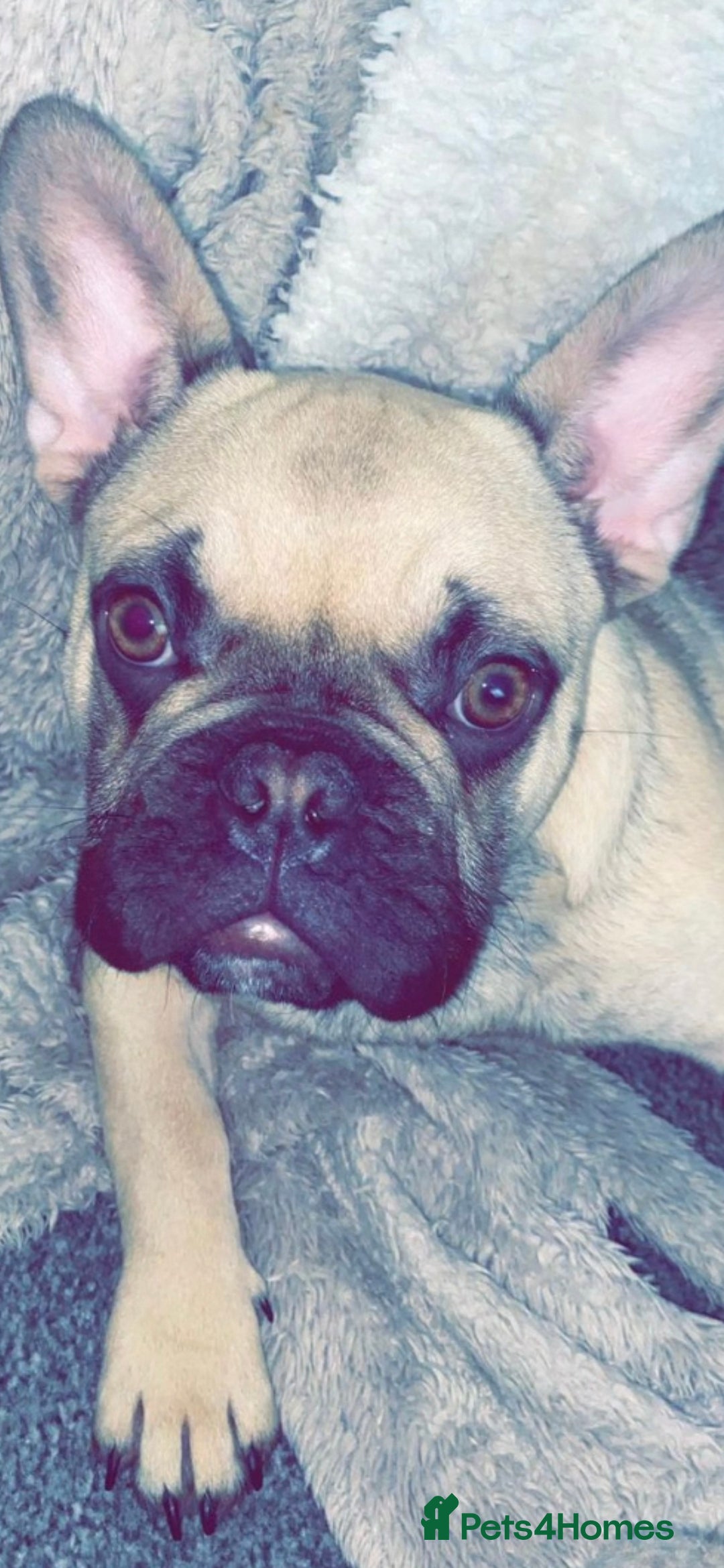 Mixed Breed dogs for sale: 15 month old French bulldog - Advert 3