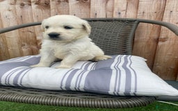 Golden Retriever dogs for sale: KC REGISTERED ®️ GOLDEN RETRIEVER PUPPIES 🐶 ❤️ - Image 14