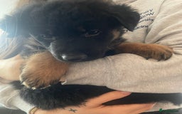 German Shepherd dogs for sale: German Shepherd puppies for sale (Full Pedigree) - Image 13