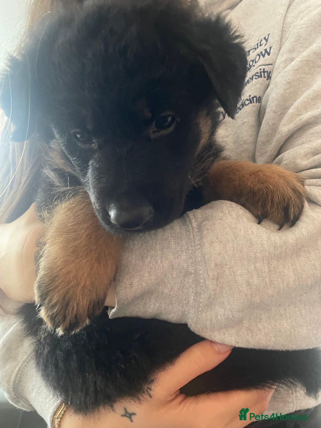 German Shepherd dogs for sale: German Shepherd puppies for sale (Full Pedigree) - Image 13