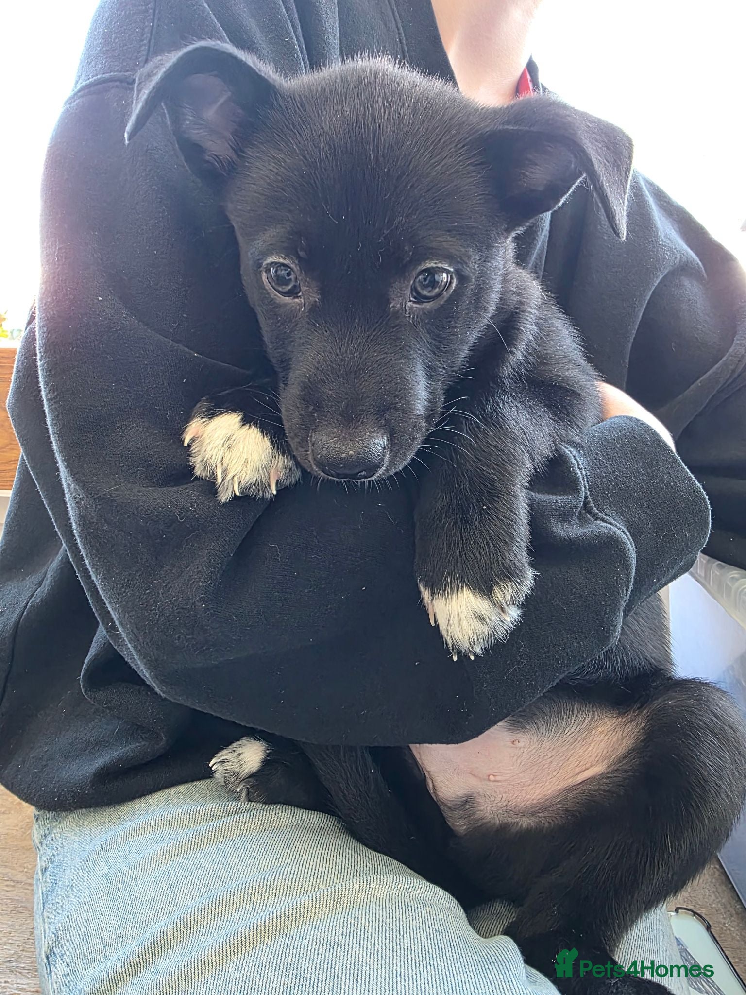Mixed Breed dogs Only 1 boy left! Staffie x Husky x Collie Puppies - Advert 2