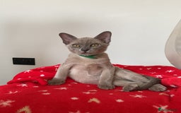 Burmese cats for sale: Burmese kittens for sale in Doncaster - Image 9