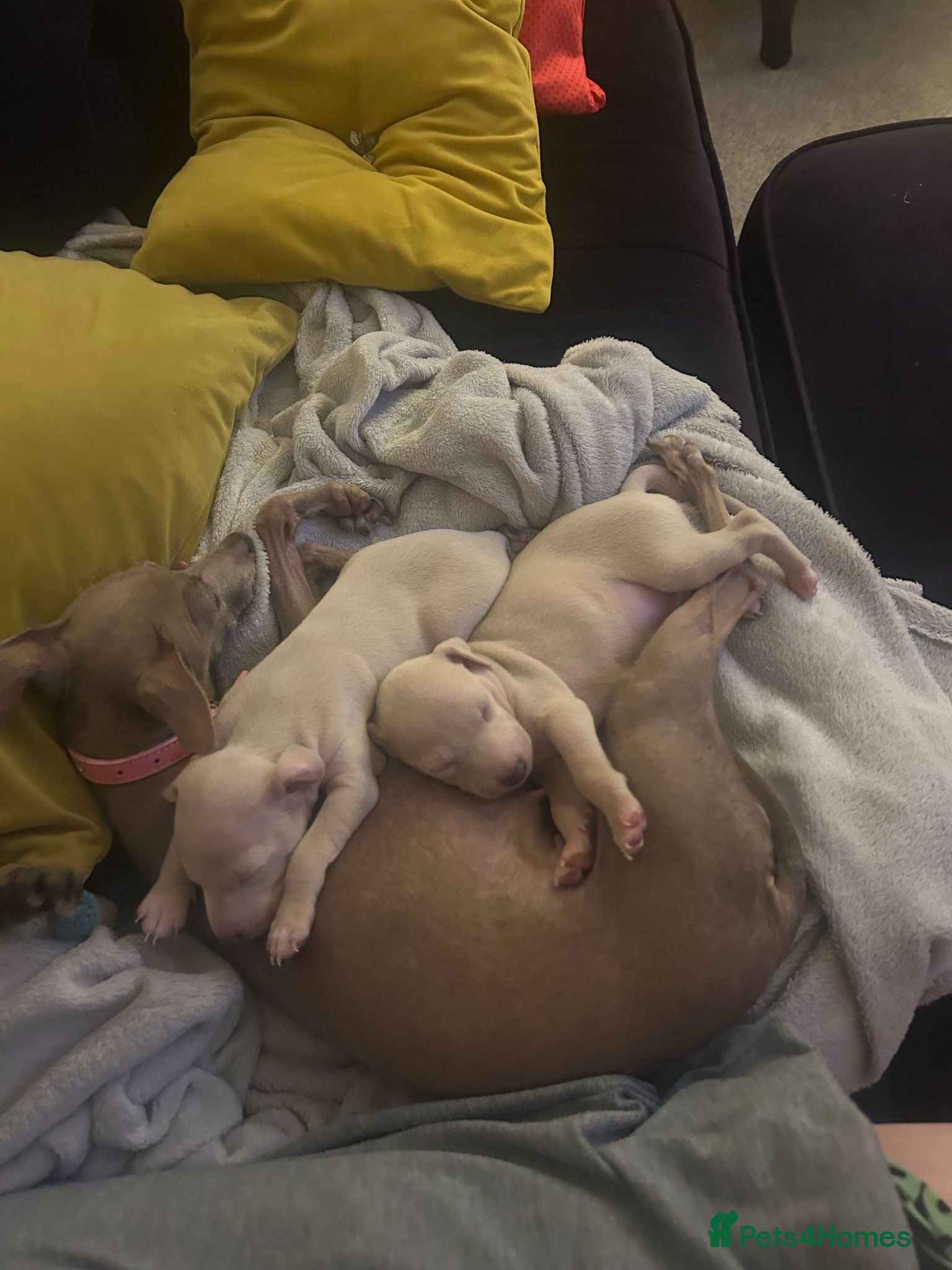 Italian Greyhound dogs Two beautiful Family Italian Greyhound Puppies   - Advert 1