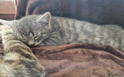 Mixed Breed cats for sale: 4 Beautiful kittens ready for loving home  ♥️ - Image 6