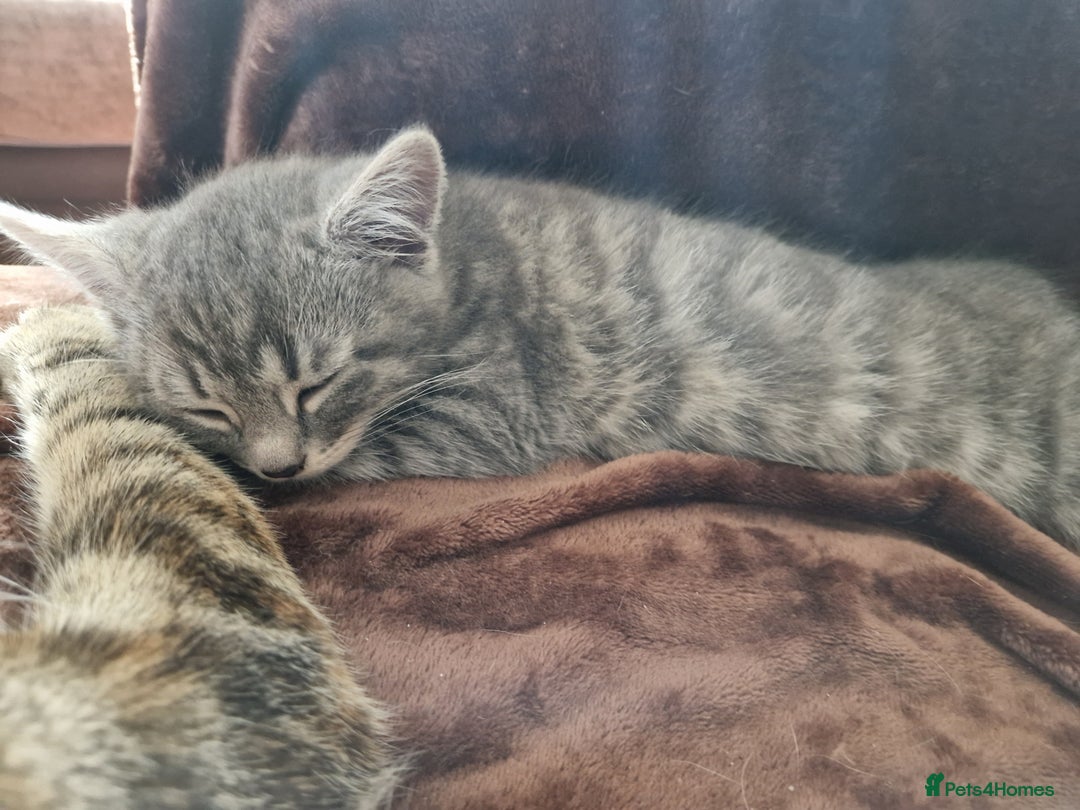 Mixed Breed cats for sale: 4 Beautiful kittens ready for loving home  ♥️ - Image 6