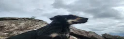 Huntaway dogs for sale: Rare Grizzly Huntaway Boy - Great Character in Crymych - Advert 3