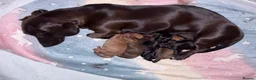 Miniature Dachshund dogs for sale: Unreal Rare colours, black,chocolate & creme in Southampton - Advert 1