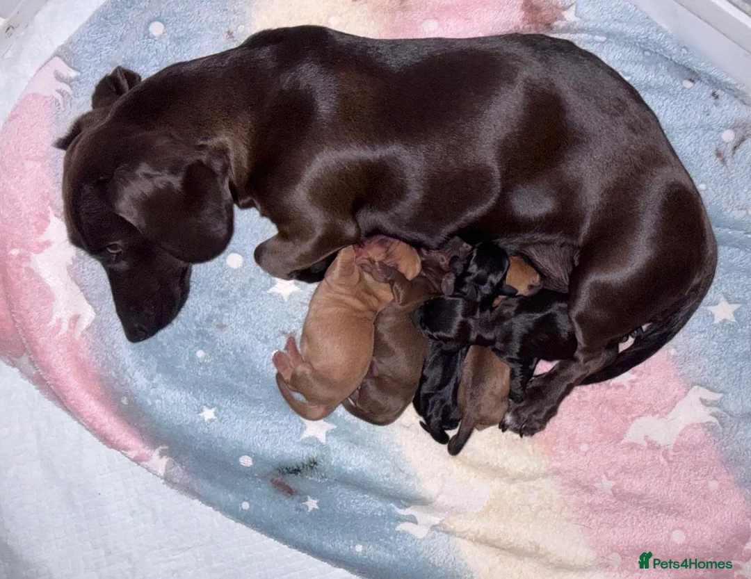 Miniature Dachshund dogs for sale: Unreal Rare colours, black,chocolate & creme in Southampton - Advert 1