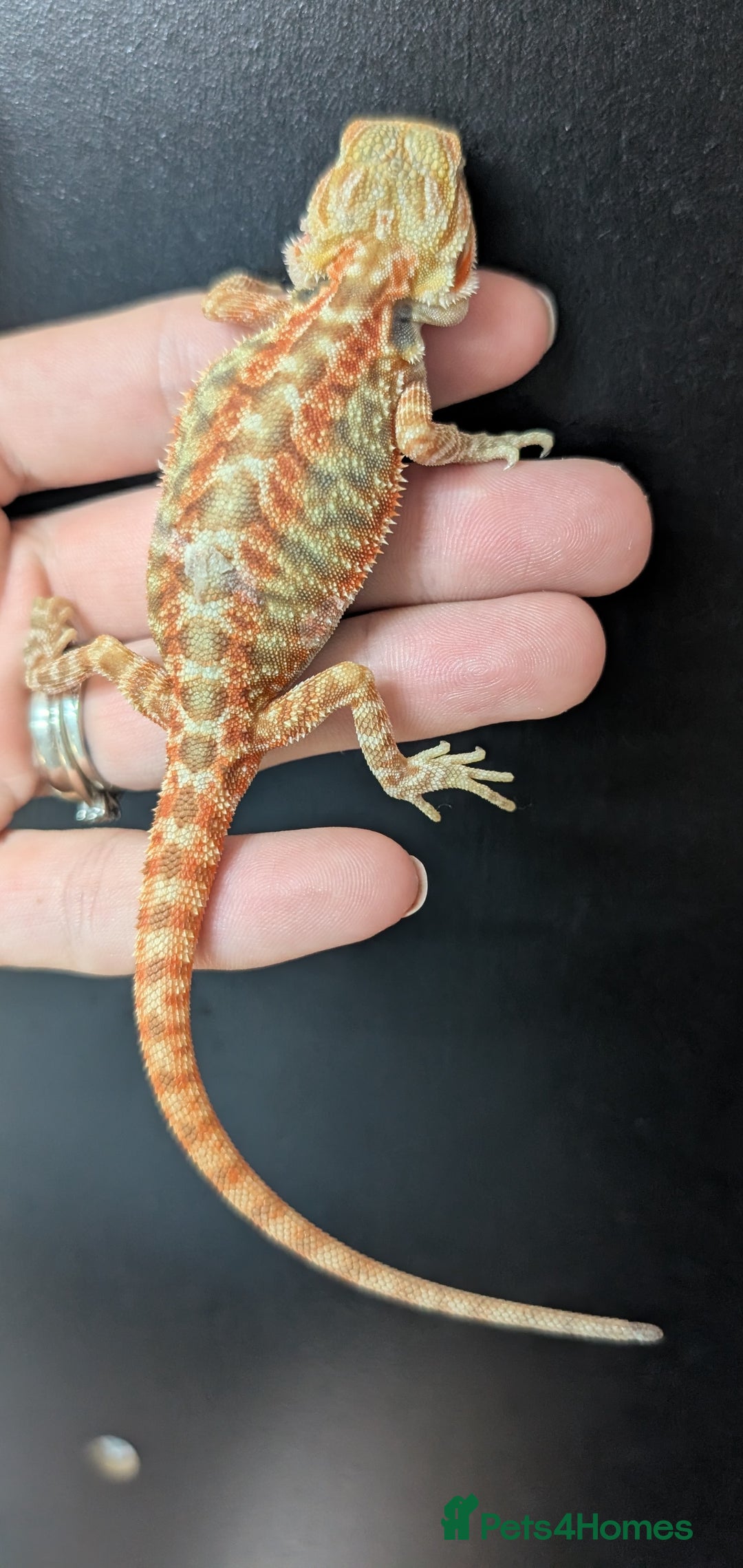 Bearded Dragon reptiles for sale: Leather back bearded dragon babies. Ready now - Image 6