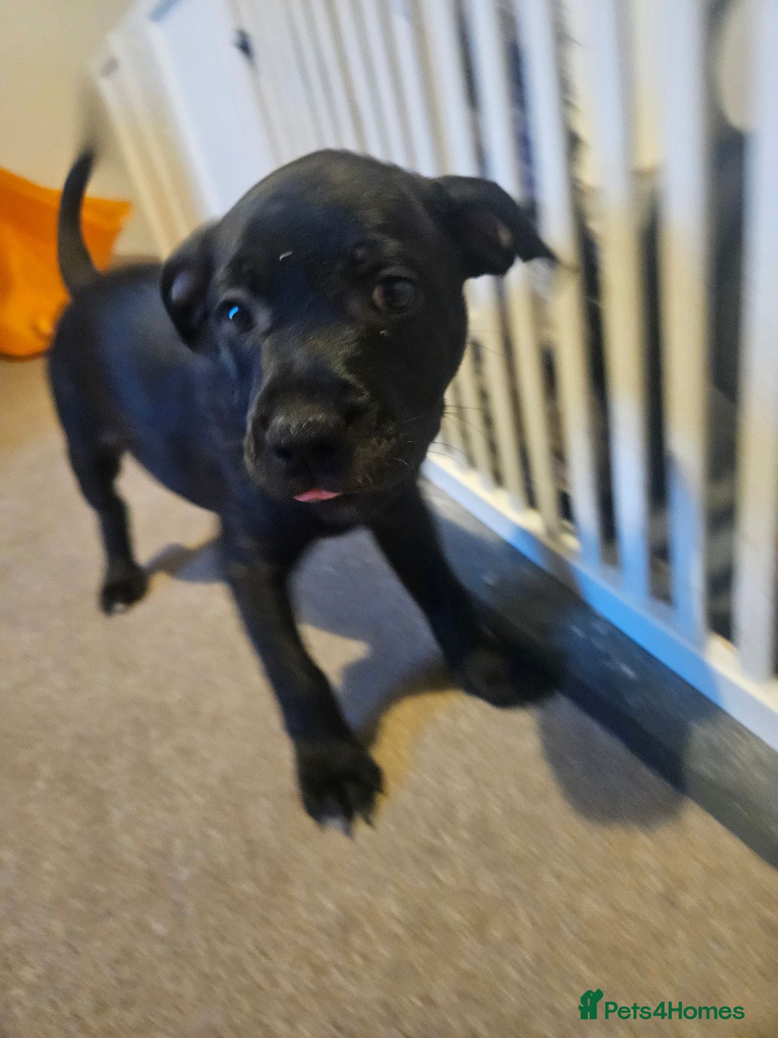 Staffordshire Bull Terrier dogs Staffordshire Bull Terrier Puppies 🐾 - Advert 20